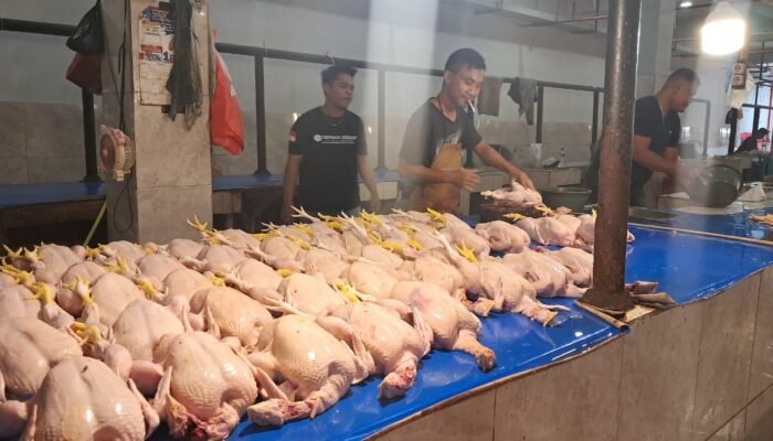 Jelang Ramadan, Harga Ayam Potong di Pasar Sentral Kota Gorontalo Tidak Alami Kenaikan